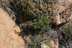 Asparagus microraphis