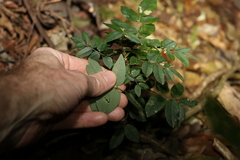 Derris involuta