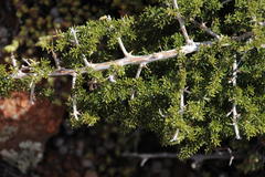 Asparagus microraphis