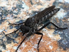 Rhadiurgus variabilis