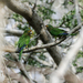 Southern Mexican Orange-fronted Parakeet - Photo (c) Nick Athanas, some rights reserved (CC BY-NC-SA)