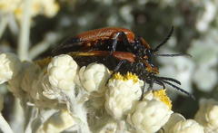 Lycus palliatus