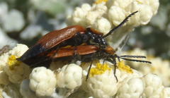 Lycus palliatus