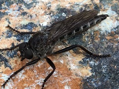 Rhadiurgus variabilis