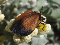 Lycus palliatus