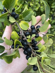 Rhamnus cathartica