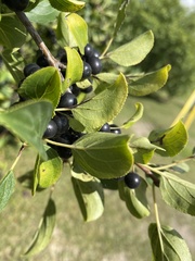 Rhamnus cathartica