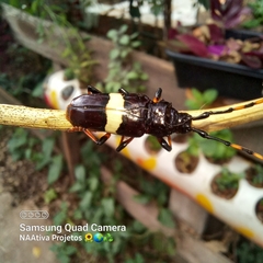 Trachyderes succinctus