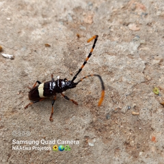 Trachyderes succinctus