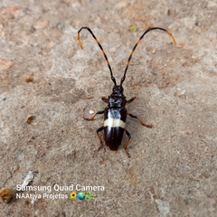 Trachyderes succinctus