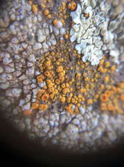 Polycauliona bolacina