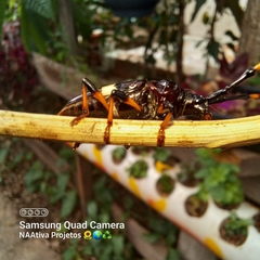 Trachyderes succinctus