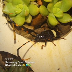 Trachyderes succinctus