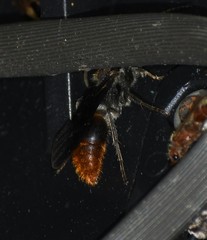 Sphaeropthalma marpesia