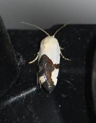 Ponometia cuta