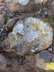 Polycauliona bolacina