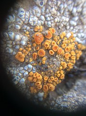 Polycauliona bolacina