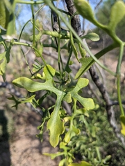 Ibervillea macdougalii