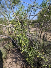 Ibervillea macdougalii