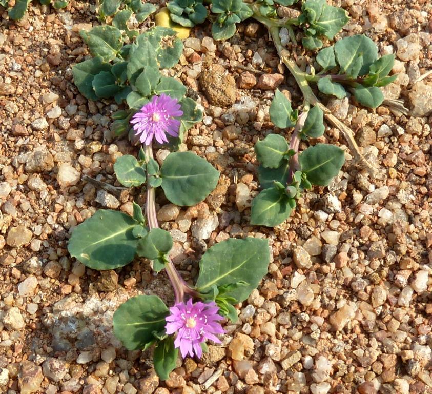 Corbichonia decumbens (Corbichonia decumbens)