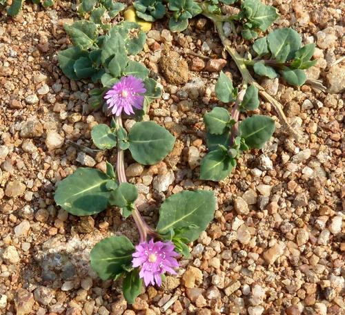 Corbichonia decumbens (Corbichonia decumbens)