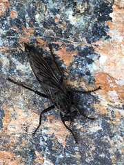 Rhadiurgus variabilis