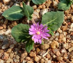 Corbichonia decumbens