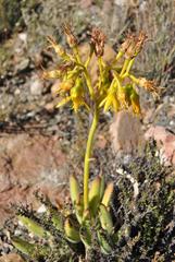 Cotyledon campanulata