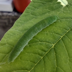 Lepidoptera