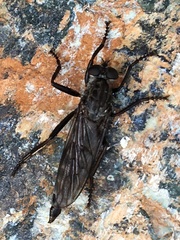 Rhadiurgus variabilis