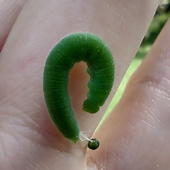 Lepidoptera