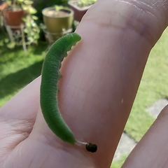 Lepidoptera
