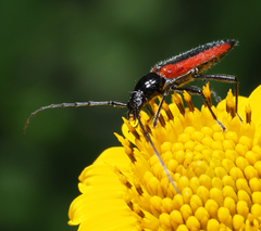 Stenosphenus suturalis