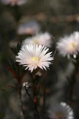 Lampranthus immelmaniae