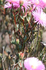Lampranthus immelmaniae