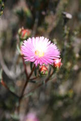 Lampranthus immelmaniae