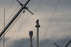 Tachycineta albilinea