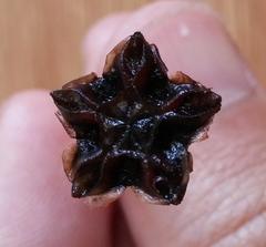 Lampranthus immelmaniae