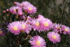 Lampranthus immelmaniae
