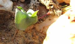 Eriospermum alcicorne