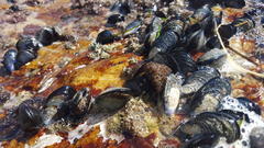 Choromytilus meridionalis