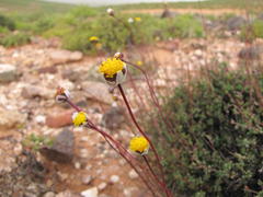 Leucoptera subcarnosa