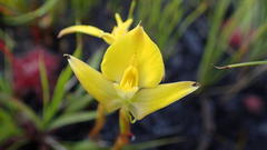 Disa tenuifolia