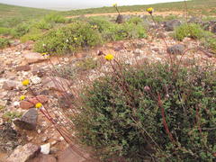 Leucoptera subcarnosa