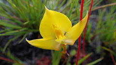 Disa tenuifolia