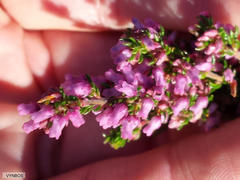 Erica intervallaris intervallaris