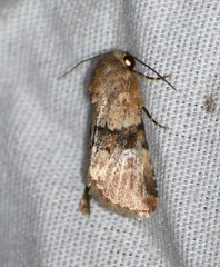 Properigea continens