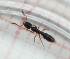 Hypoponera opacior