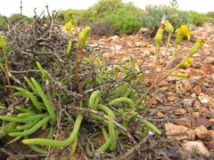 Senecio bulbinifolius