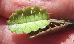 Alepidea delicatula